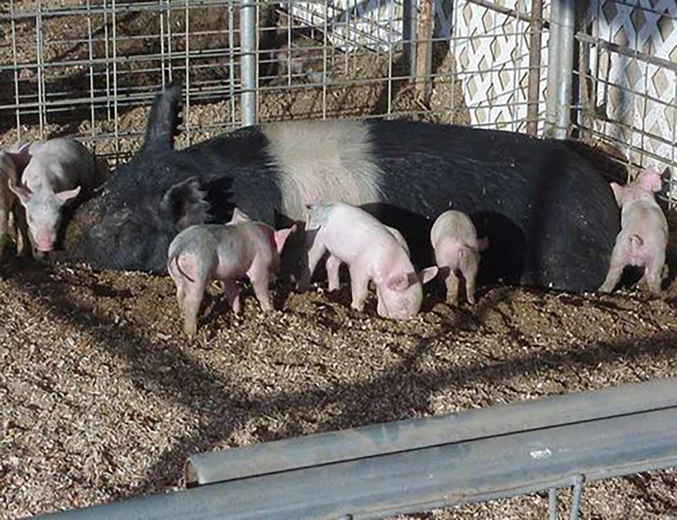 images_agrosfera_agroteme_male-svinje-prasad-domace-svinje