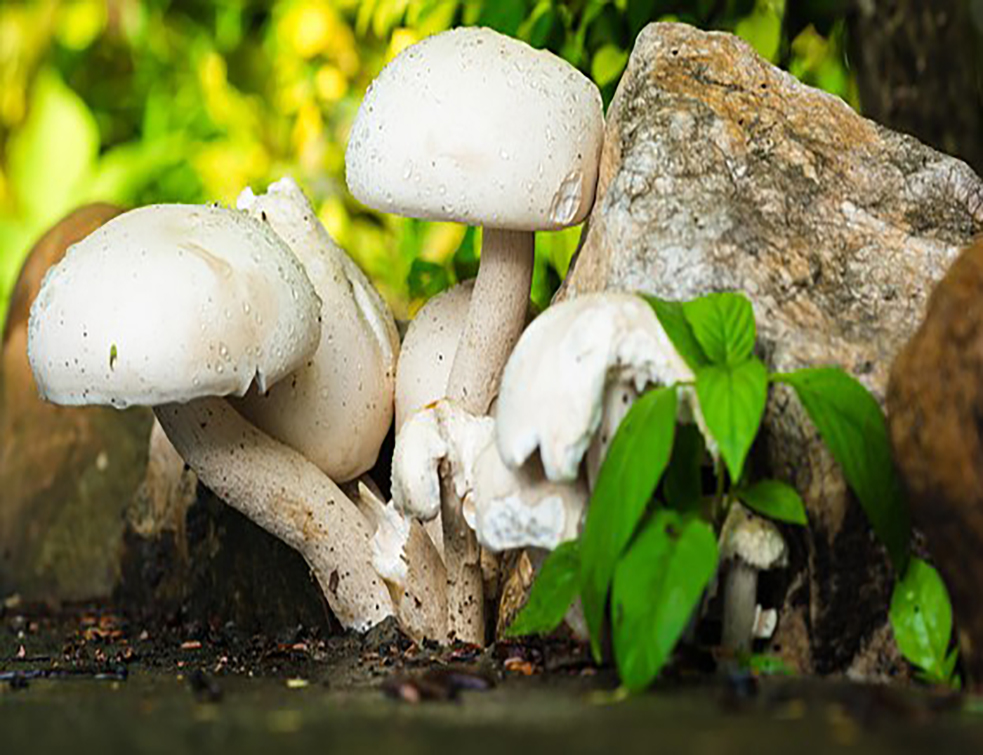 mushroom-372064__340