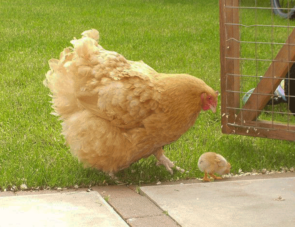 orpington1