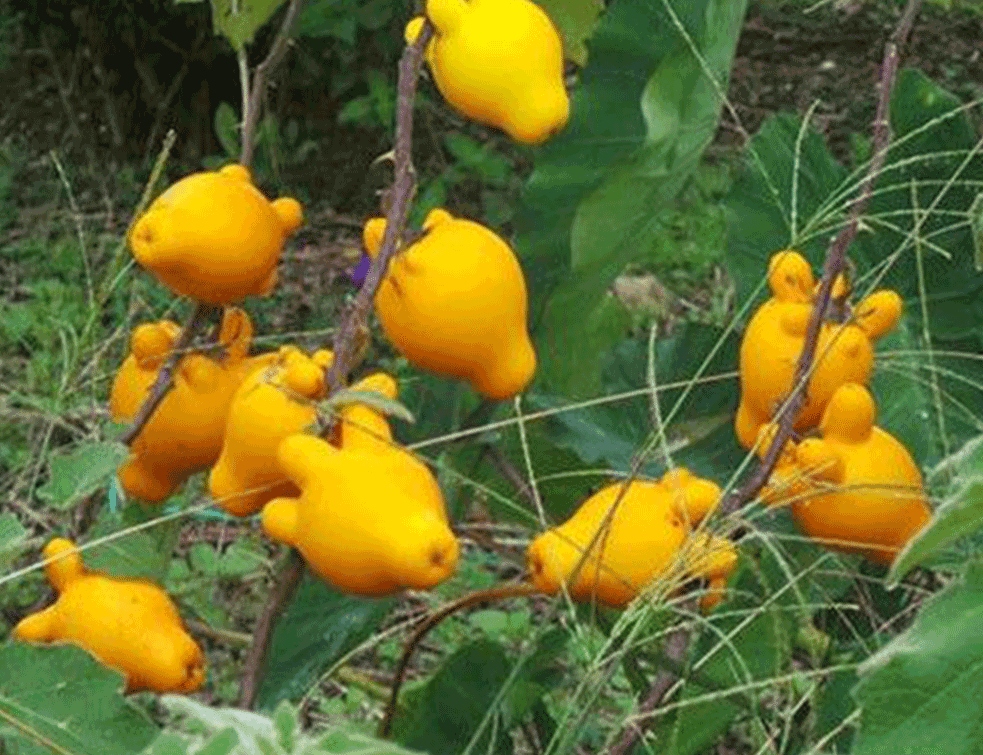 Solanum-mammosum