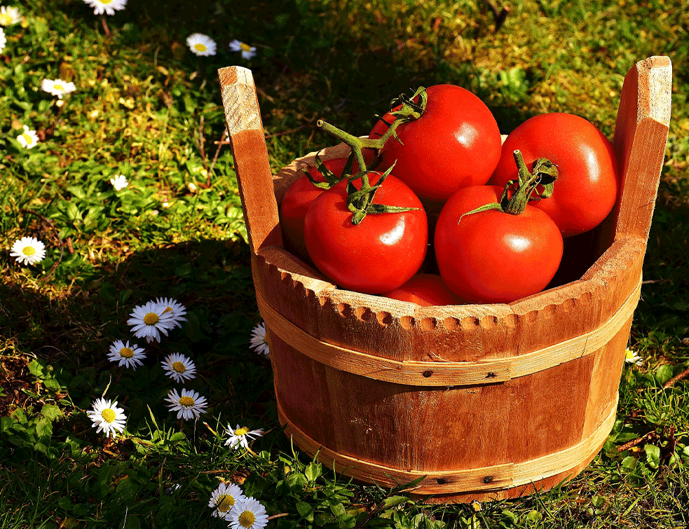 paradajzzz