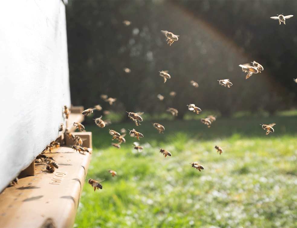 beesUnsplash