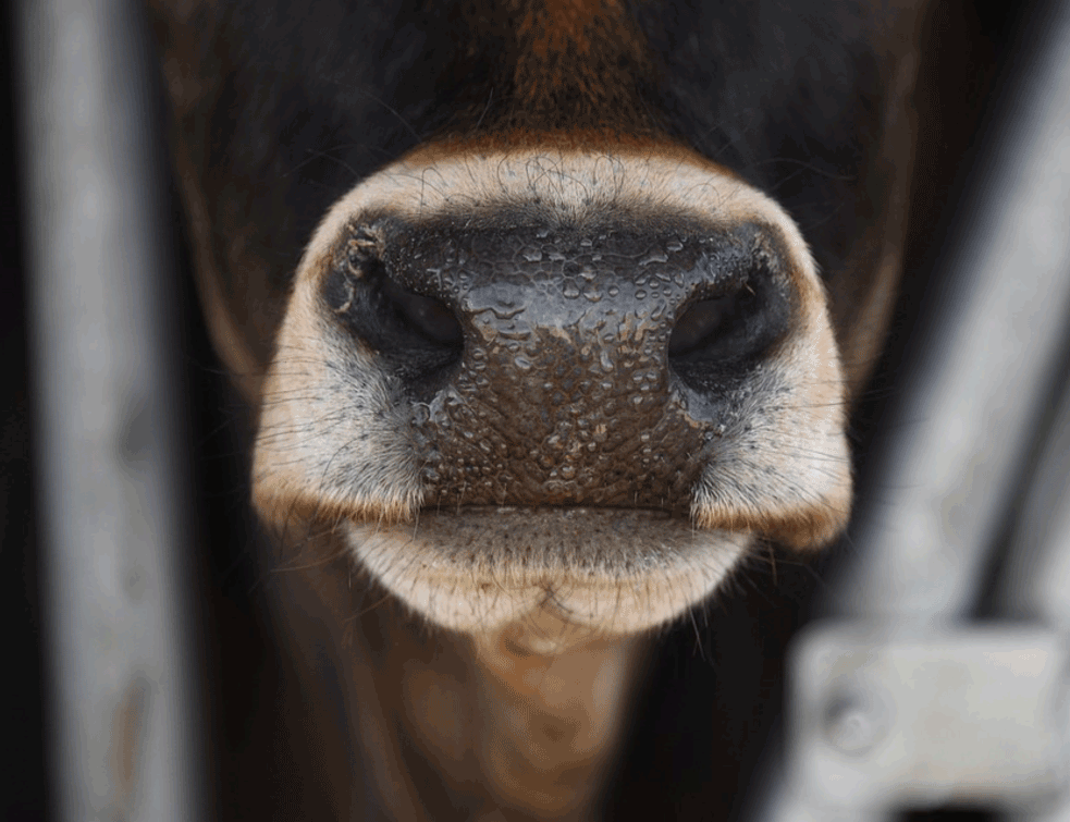 mkrave