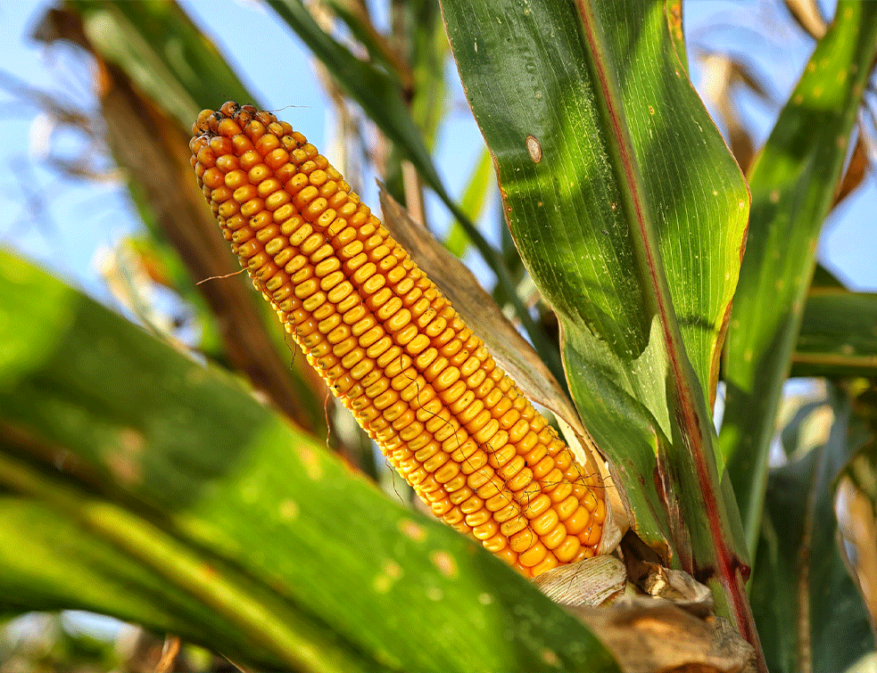 corn1PX