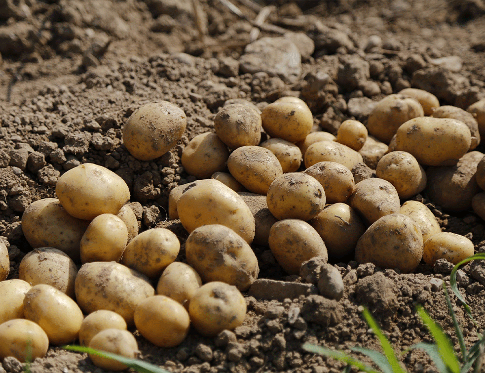 krompir1PX