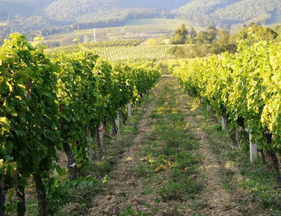 vinogradarstvo