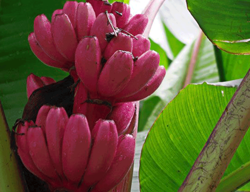 roze-banana