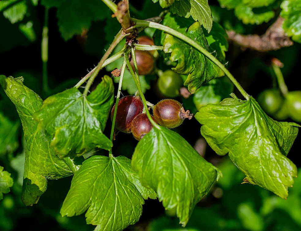 Foto:Pixabay.com