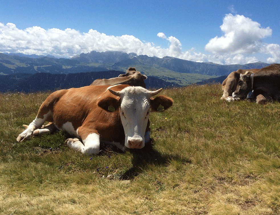 suva-planina