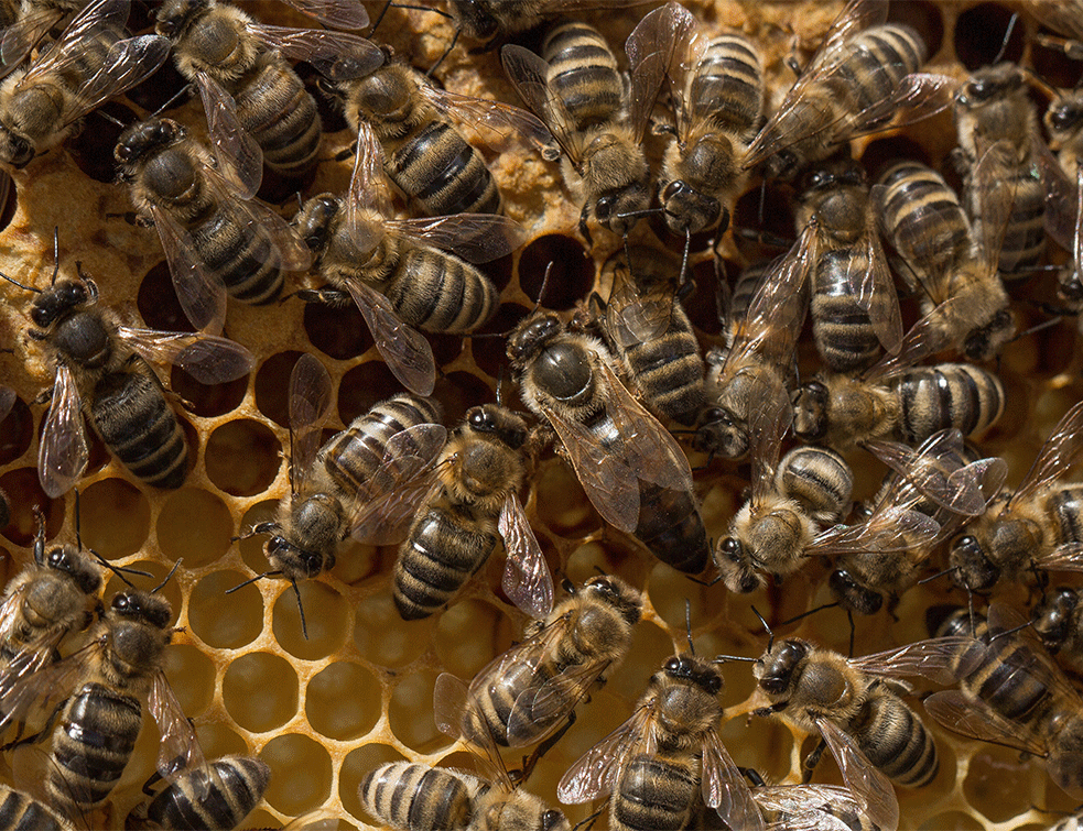 Foto:pixabay