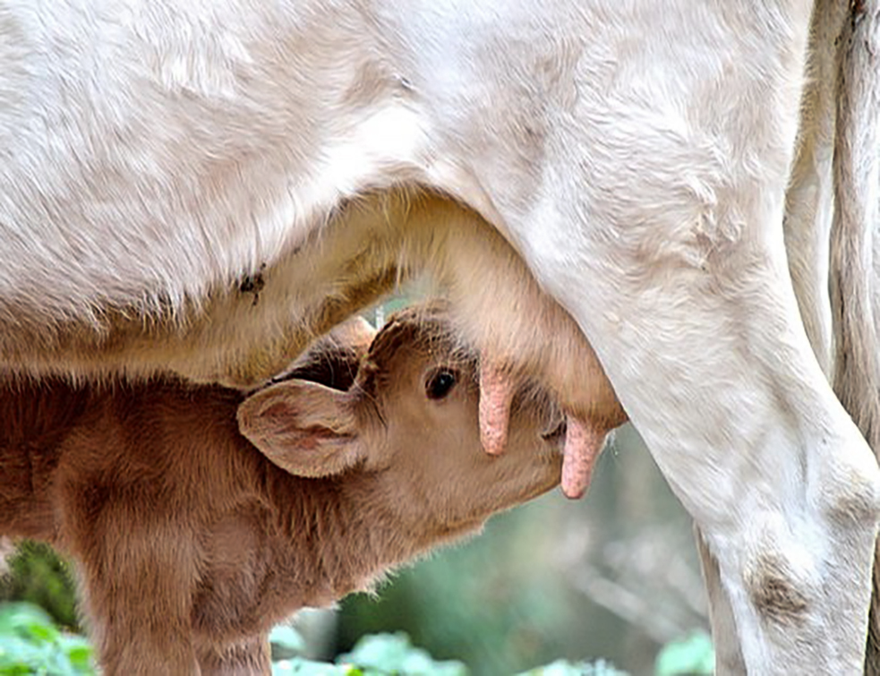 Calf-Mom-Cow-Mom-And-Son-Free-Image-Animals-Breast-3793