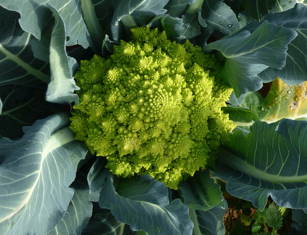 list-brokoli