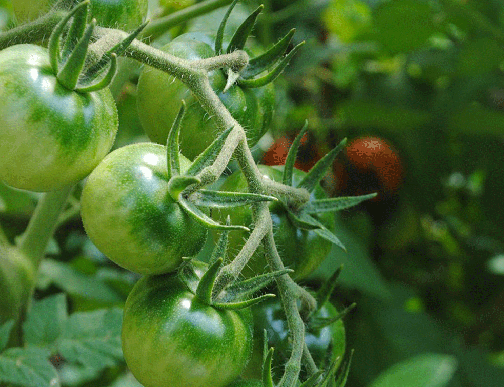 paradajz-pinciranje