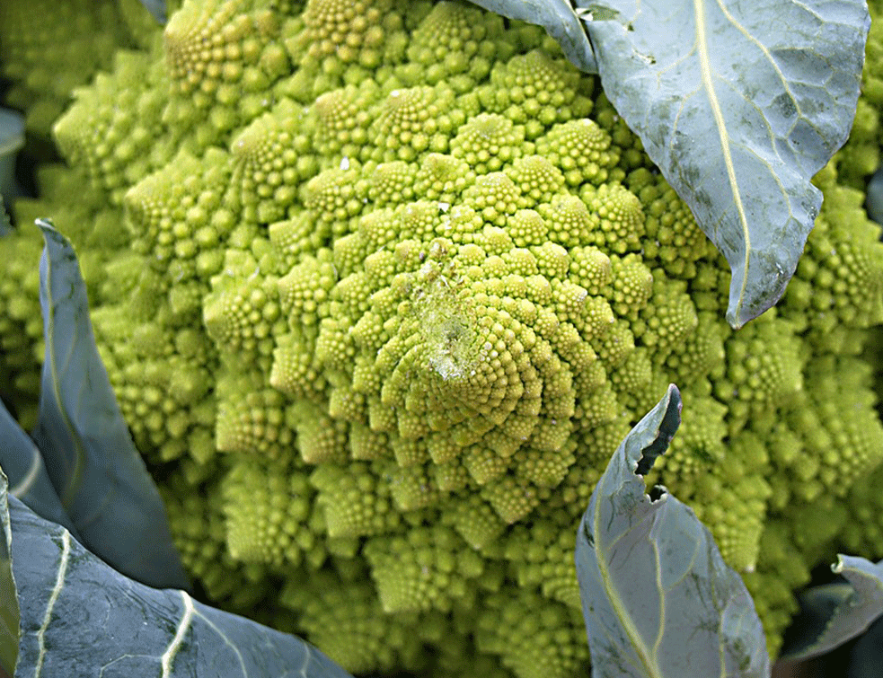 romanesco-brokoli