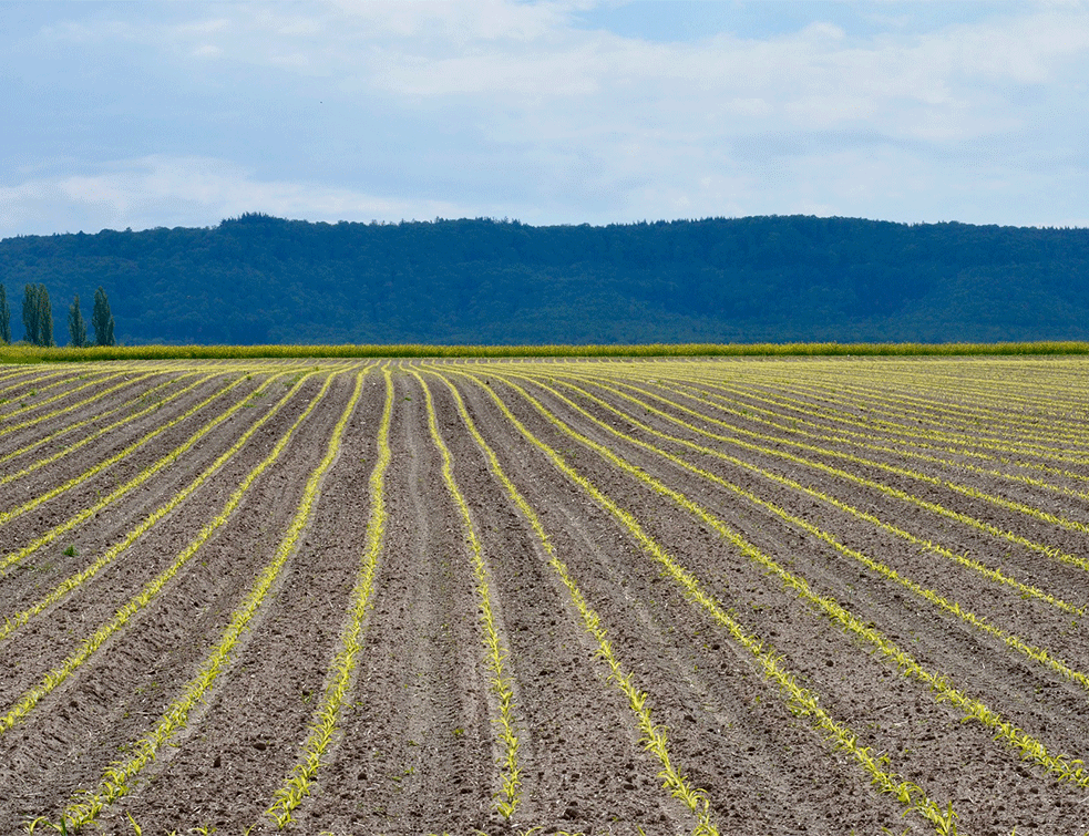 kukuruzno-polje