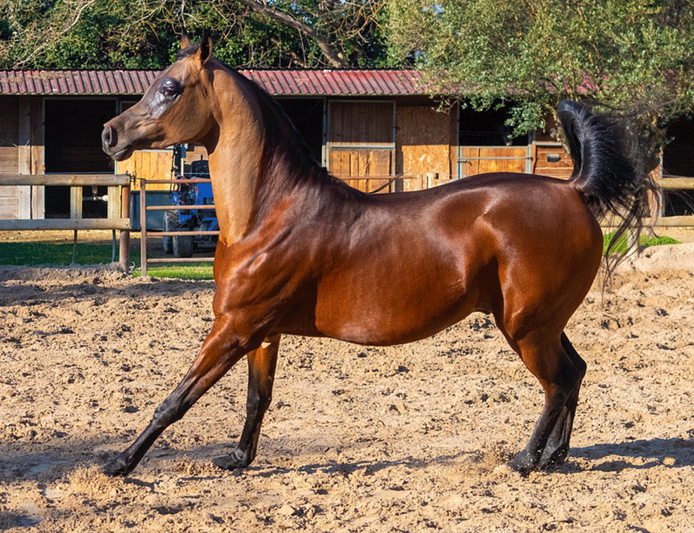 arapski-konj