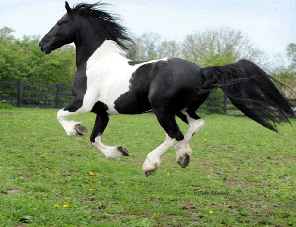 ciganski-konj