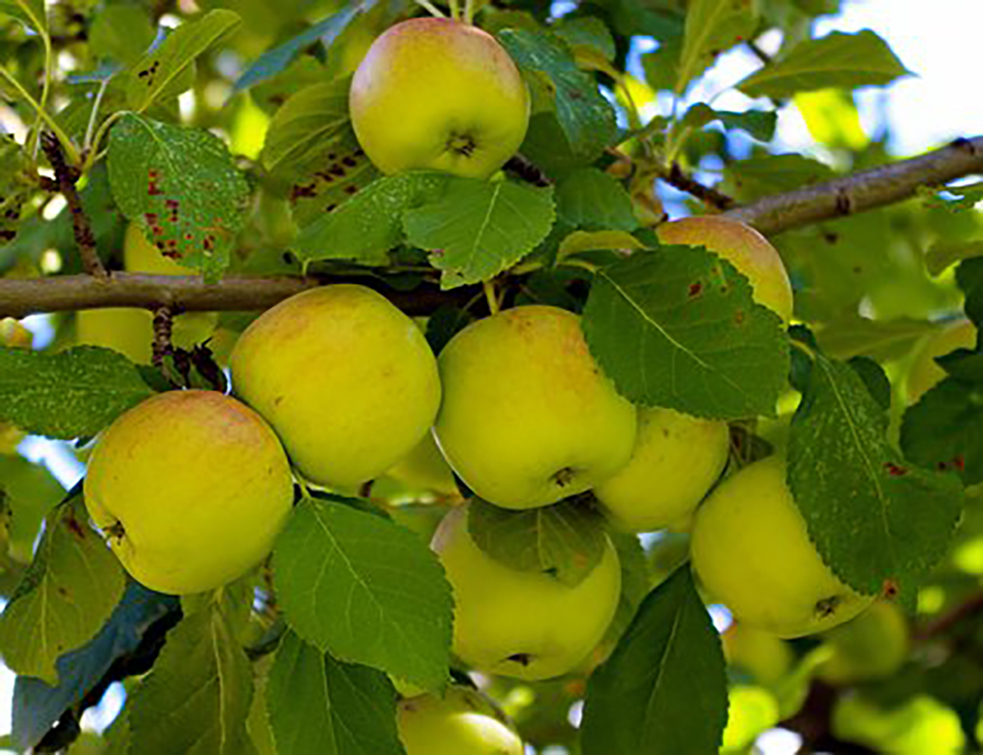 apples-near-bair-ranch-3894488__340