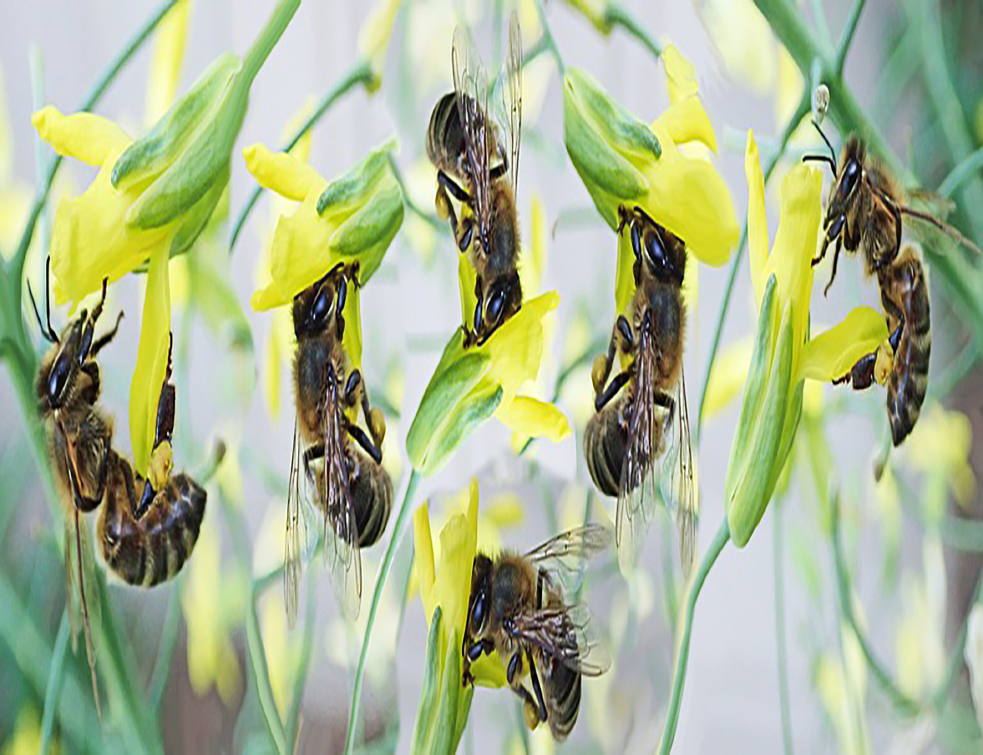 bees-4520154_960_720