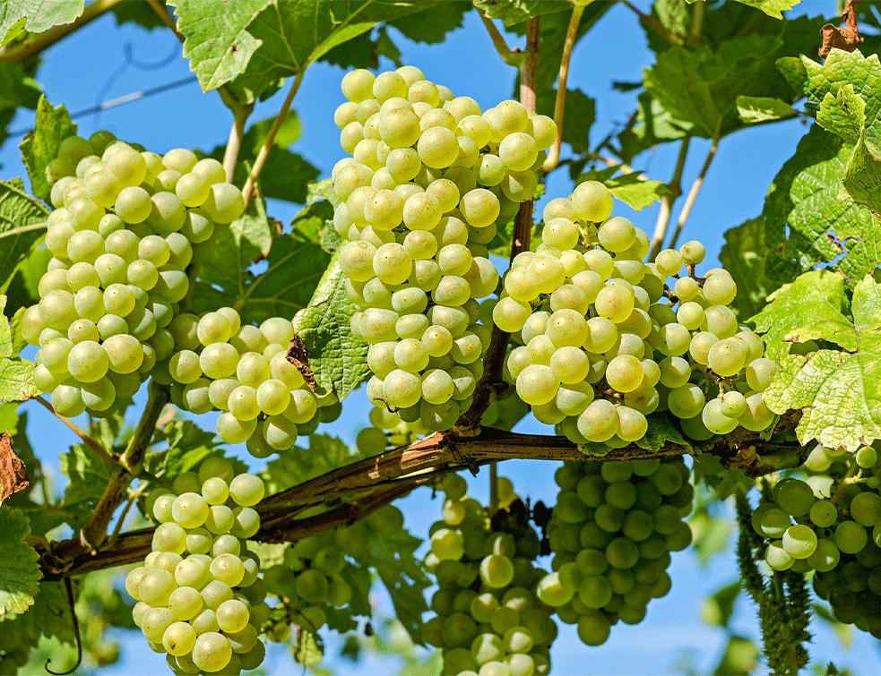 belo-grožđe