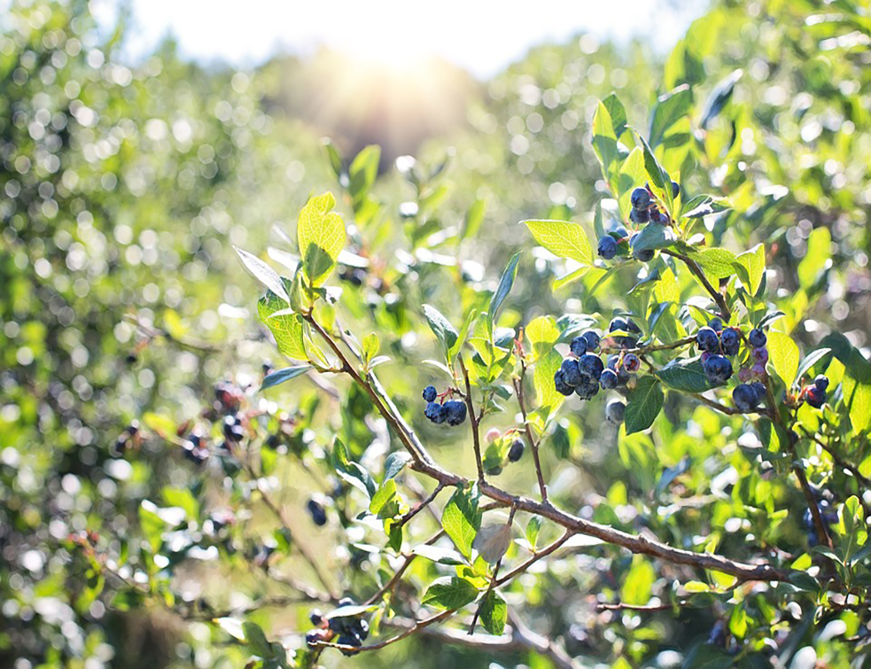 blueberries-1576403_960_720