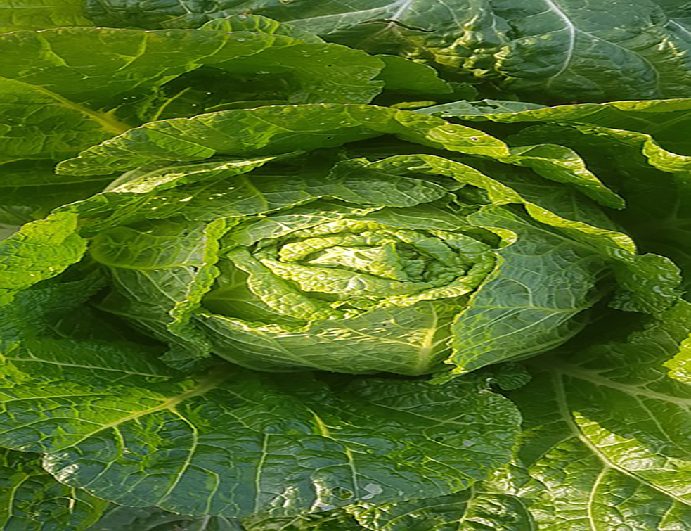 chinese-cabbage-3844934_960_720