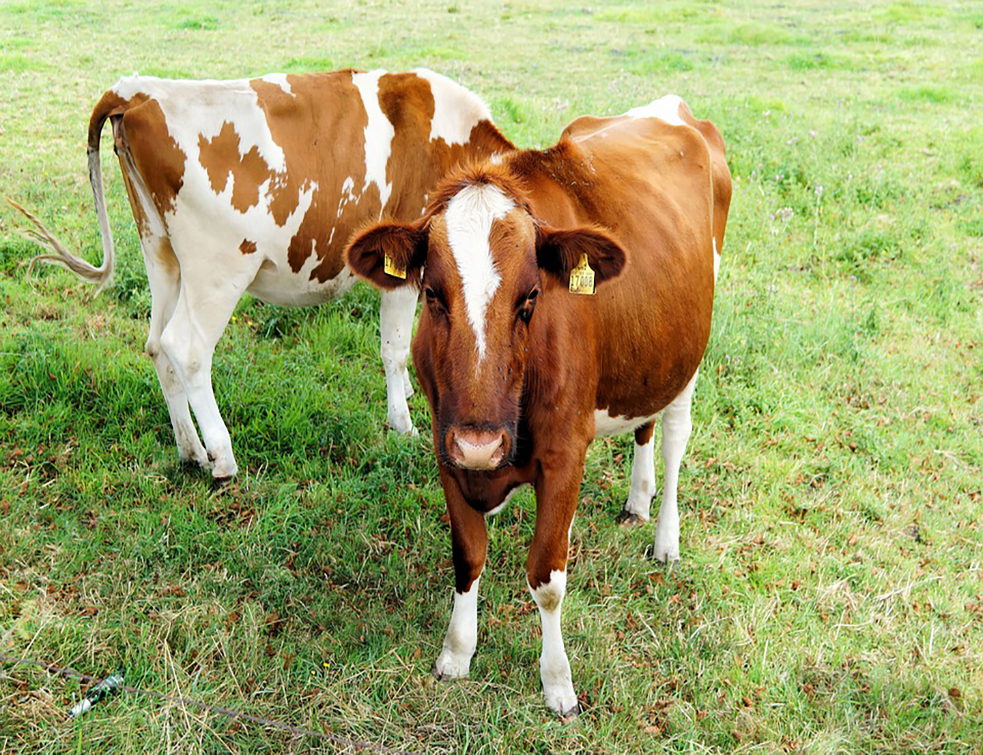 cows-409183_960_720