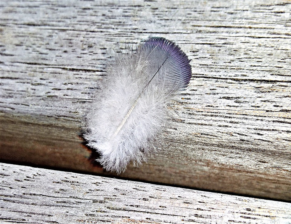 feather-4103029_960_720