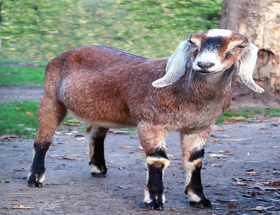 goat-3875081_960_720