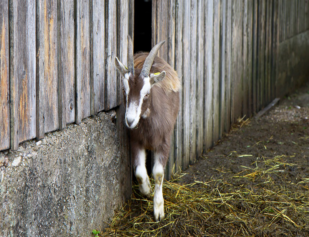 goat-4221551_960_720