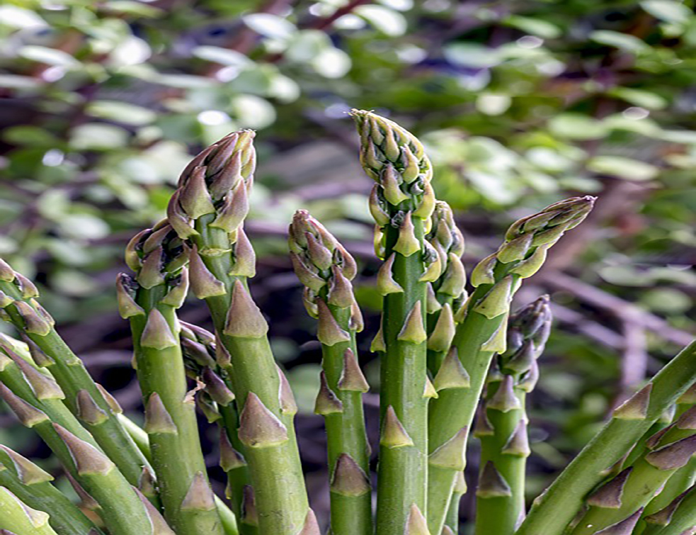 green-asparagus-4501446_960_720