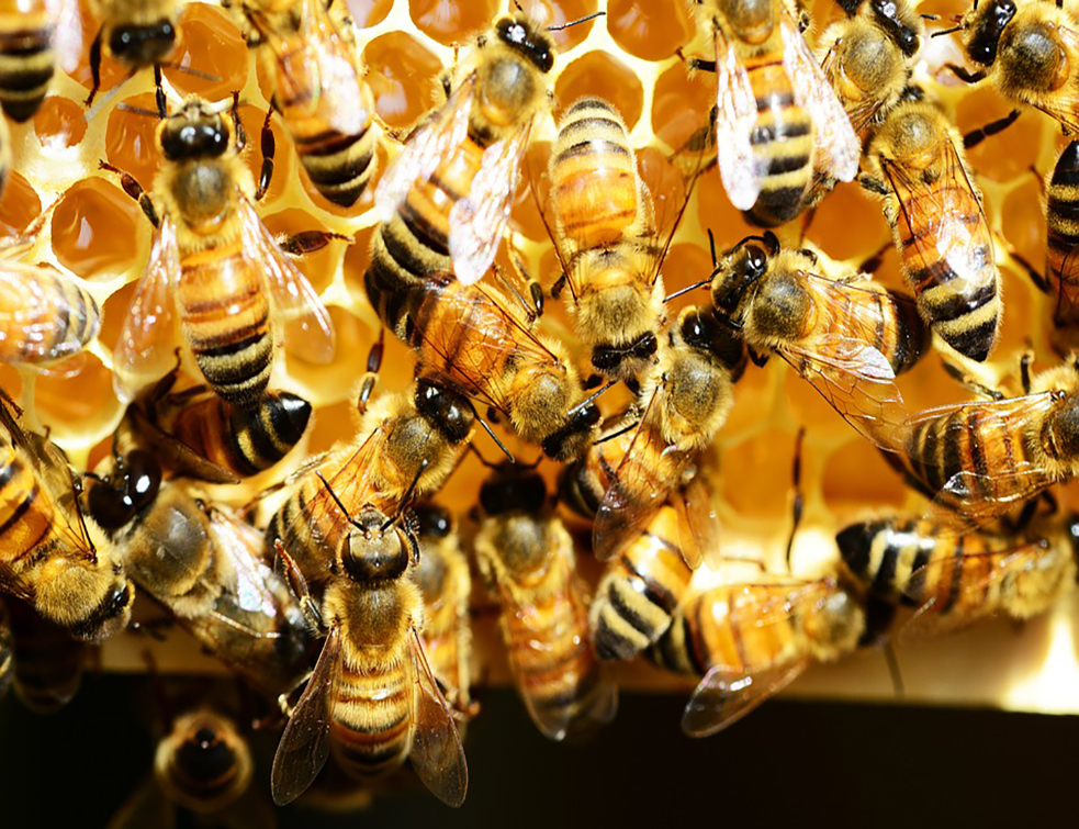 honey-bees-345620_960_720