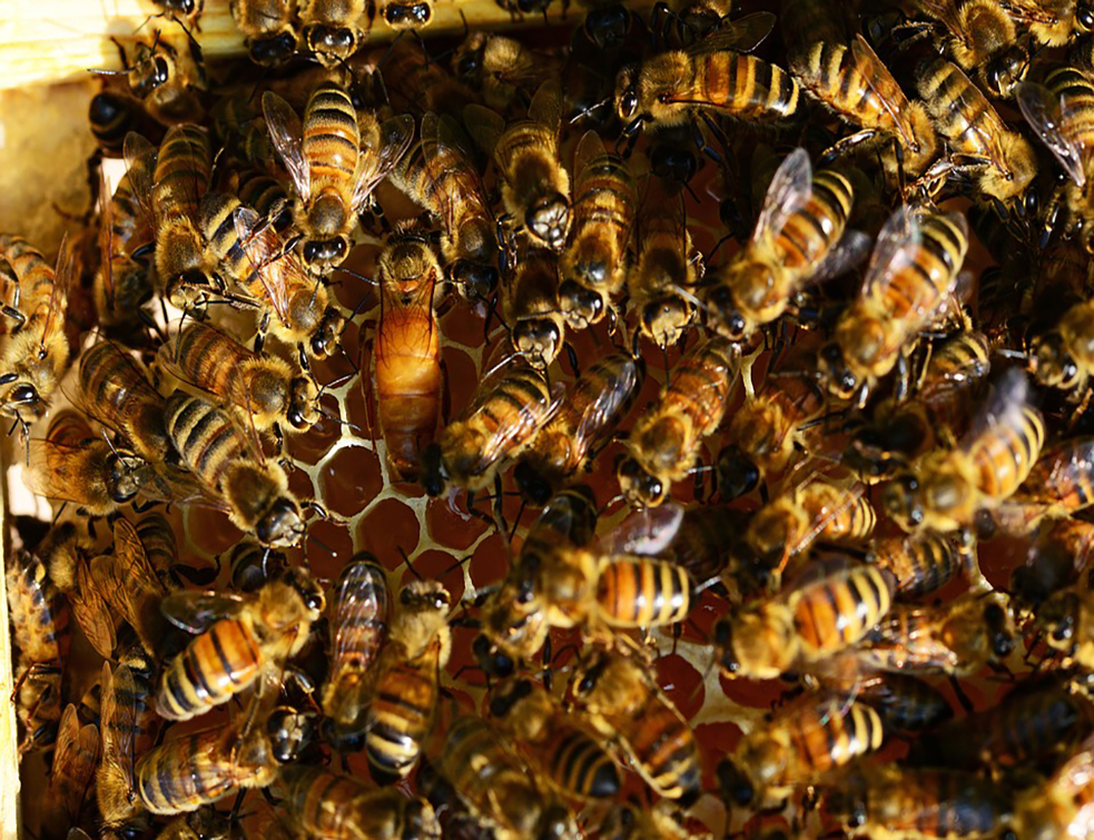 honey-bees-401097_960_720