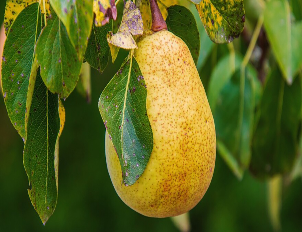 pear-4462952-1280-880x495