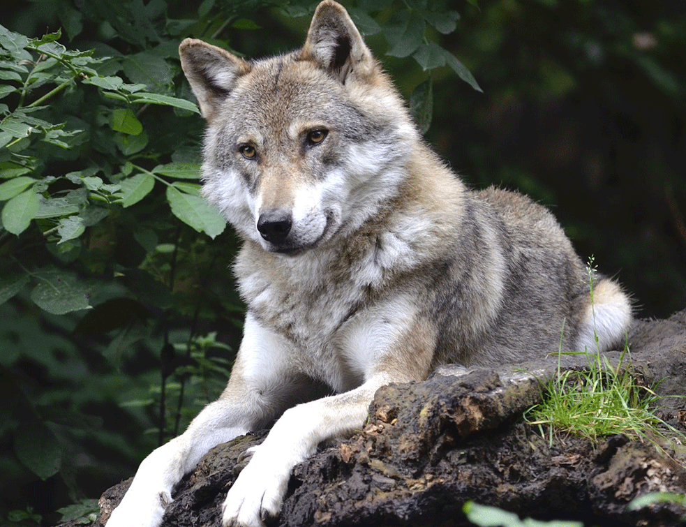 vuk-wolf