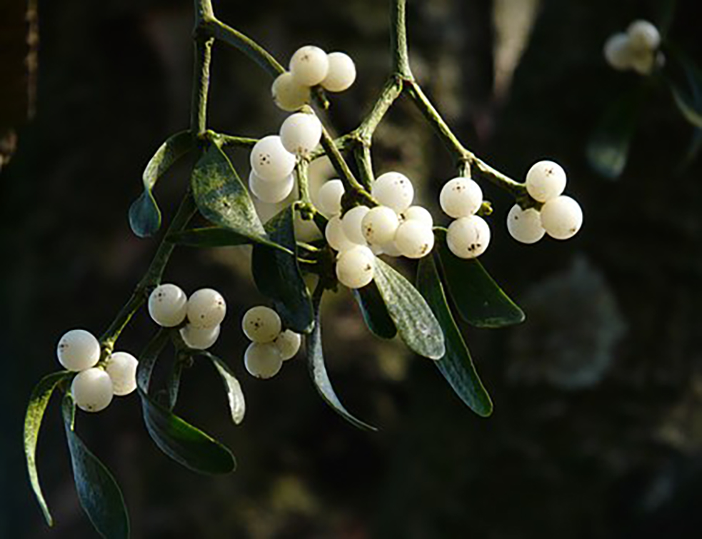 mistletoe-berries-16393__340