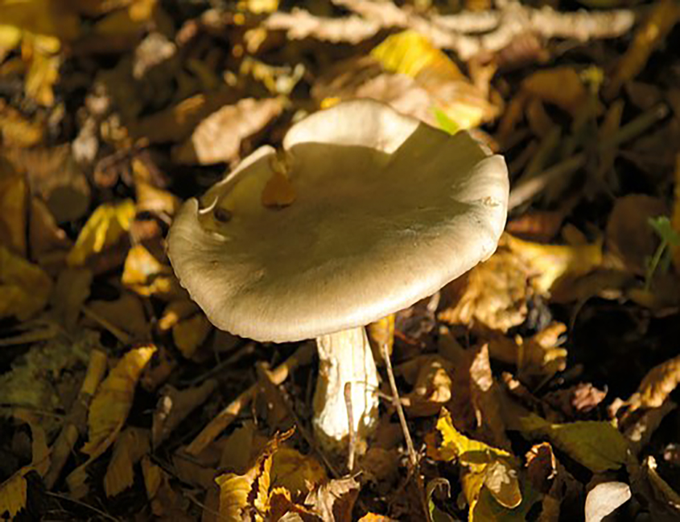 mushroom-228351__340