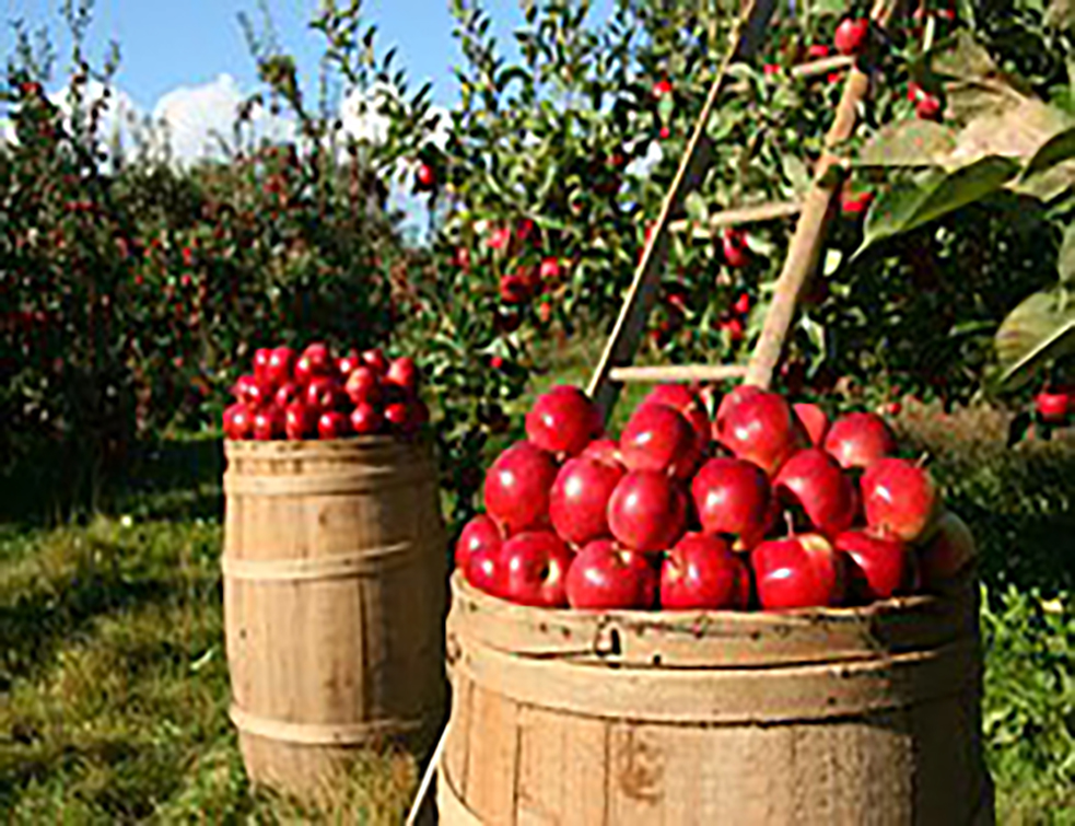orchard-1872997__180
