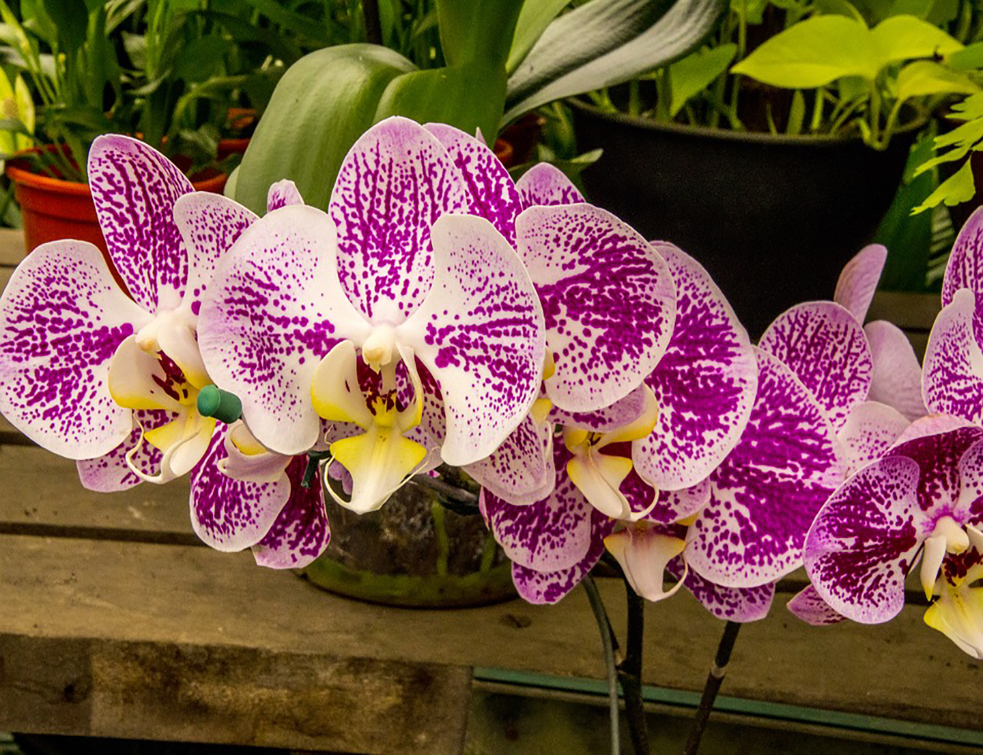 orchid-3337503_960_720