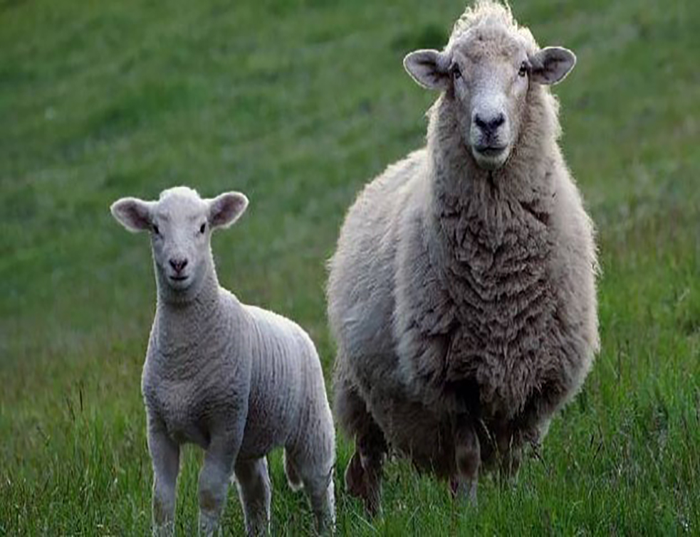 ovca-jagnje-pixabay