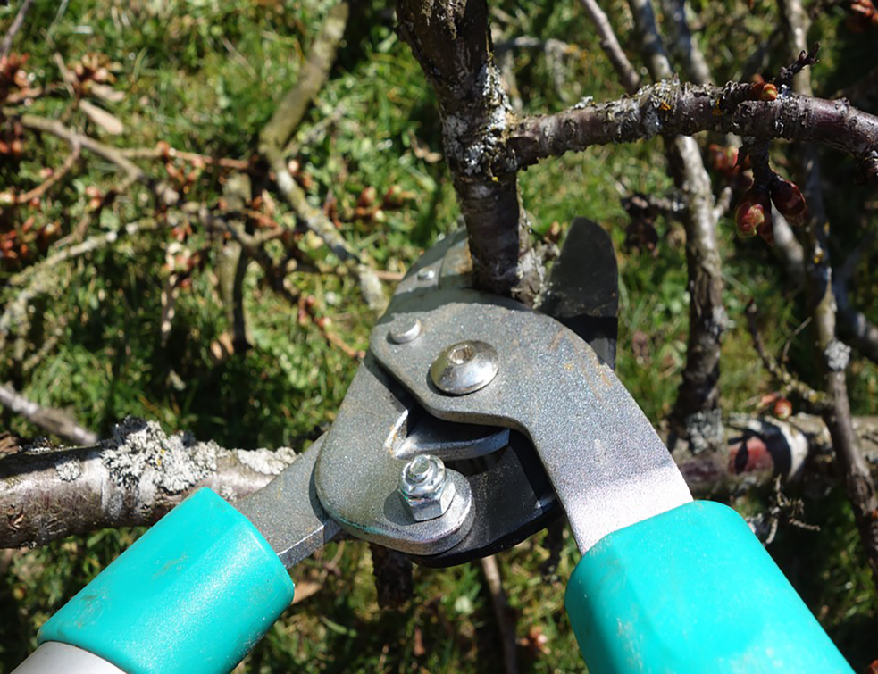 pruning-shears-535350_960_720