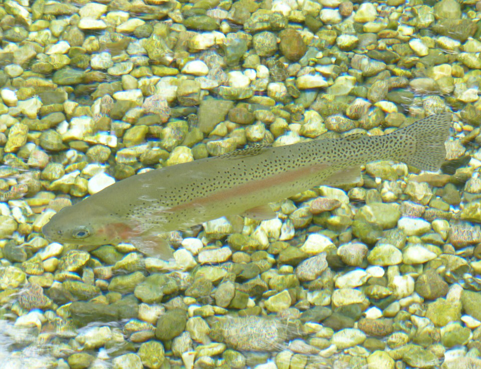 rainbow-trout-117482_960_720