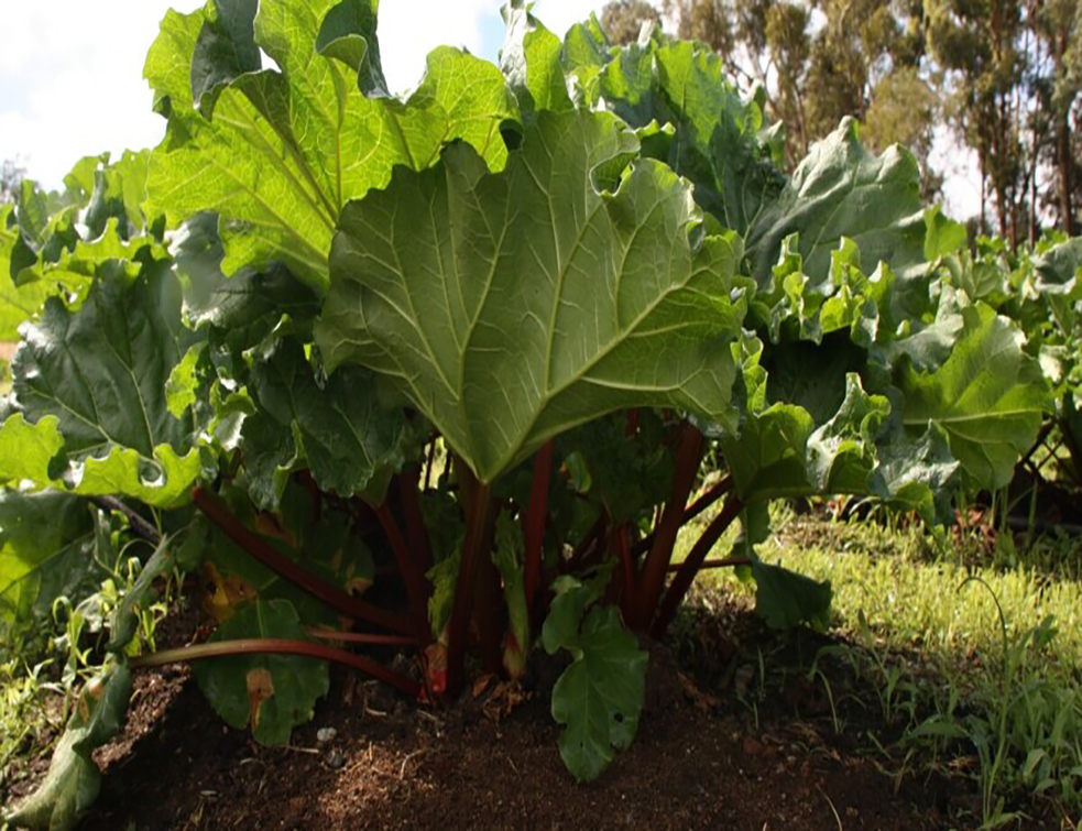 rhubarb-plant-1406455-1920-2-880x495