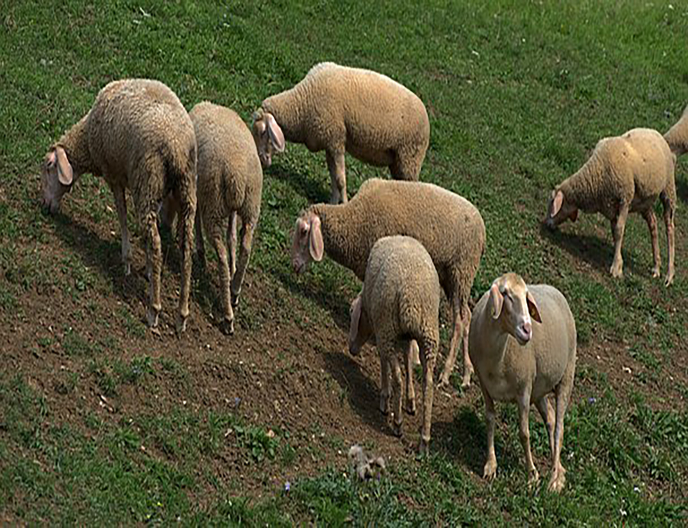 sheep-4755037__340