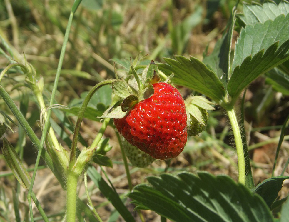 strawberry-4345645_960_720