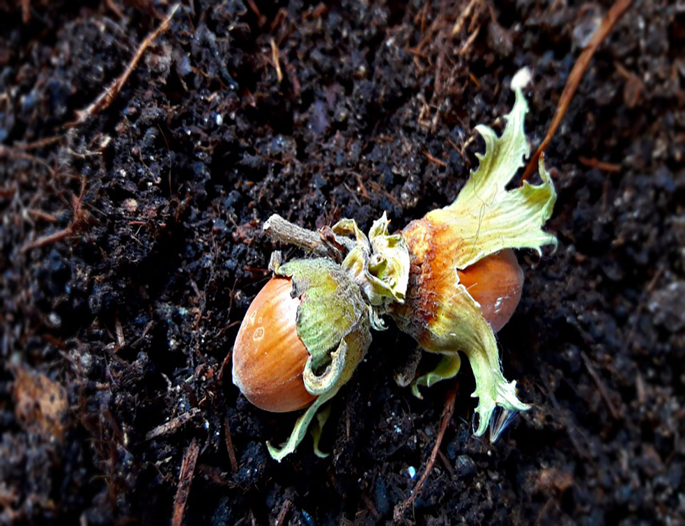 walnut-2687521_960_720