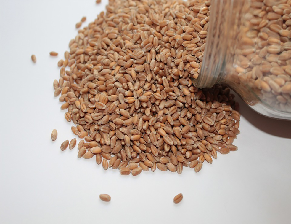 wheat-seeds-4107952_960_720