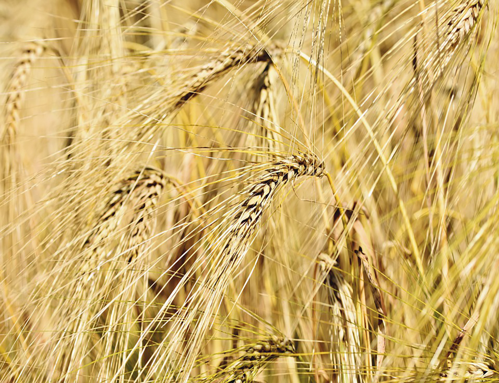 winter-wheat-4409528_960_720