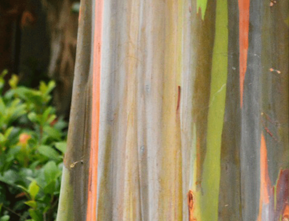 eukaliptus