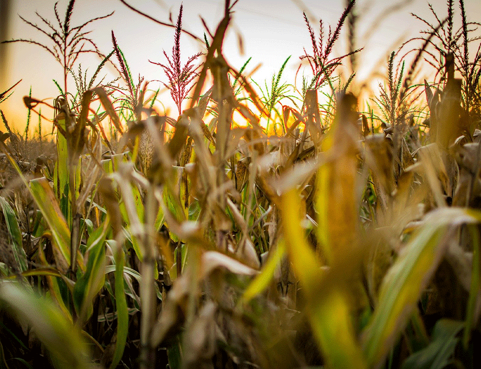 kukuruz-poljoprivreda